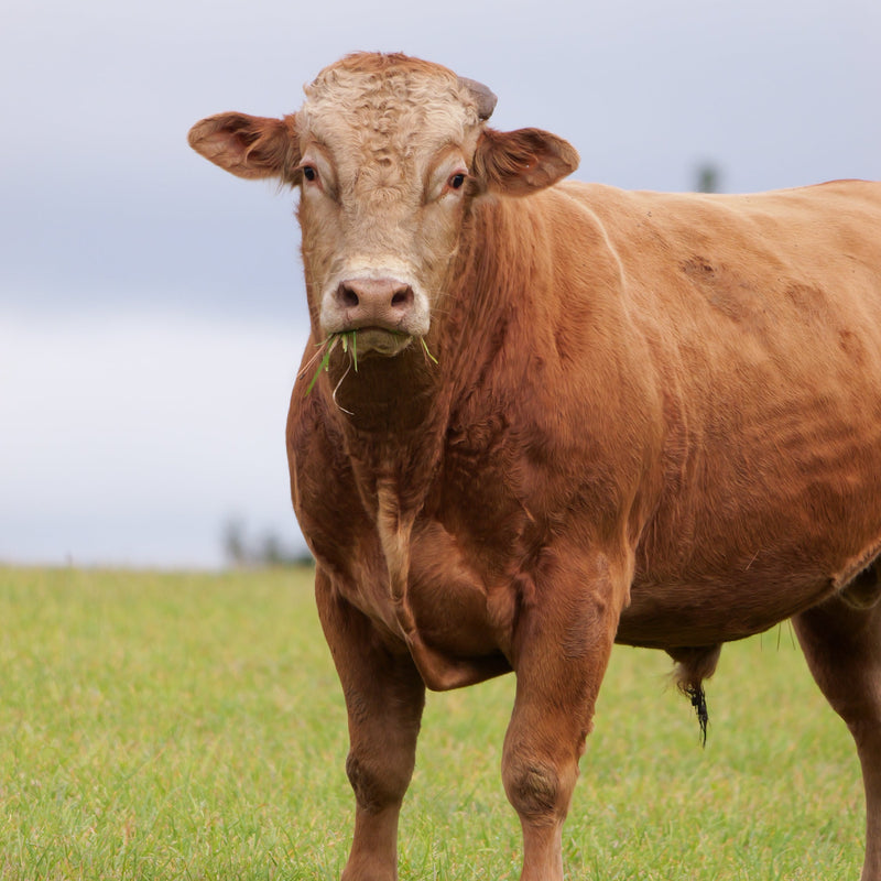Bar B Ranch Akaushi Cow