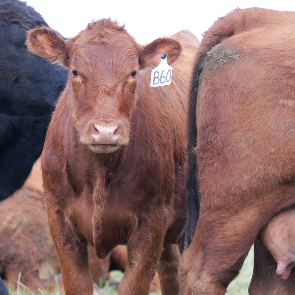 Two brown cows standing close to each other in a field.