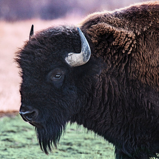 Full Butchered Bison Deposit image 0