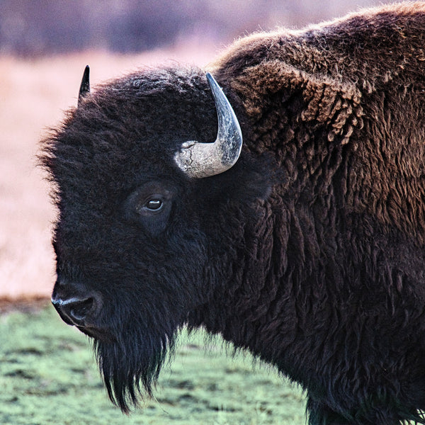 Full Butchered Bison Deposit image 0