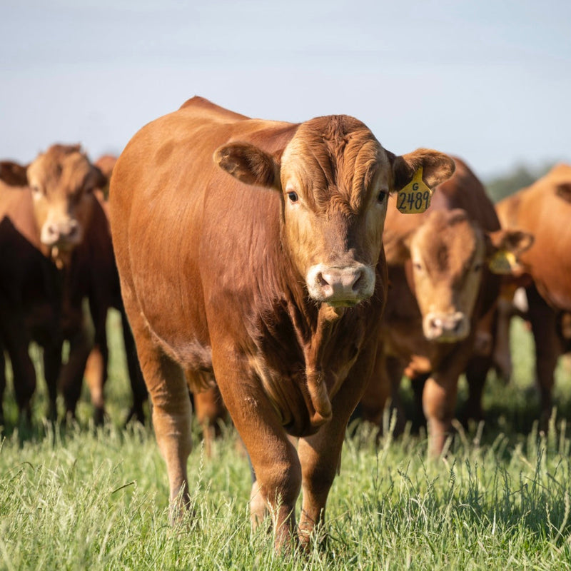 Half Beef Share - Akaushi Wagyu