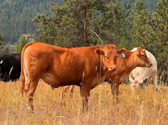 Cattle under the sun