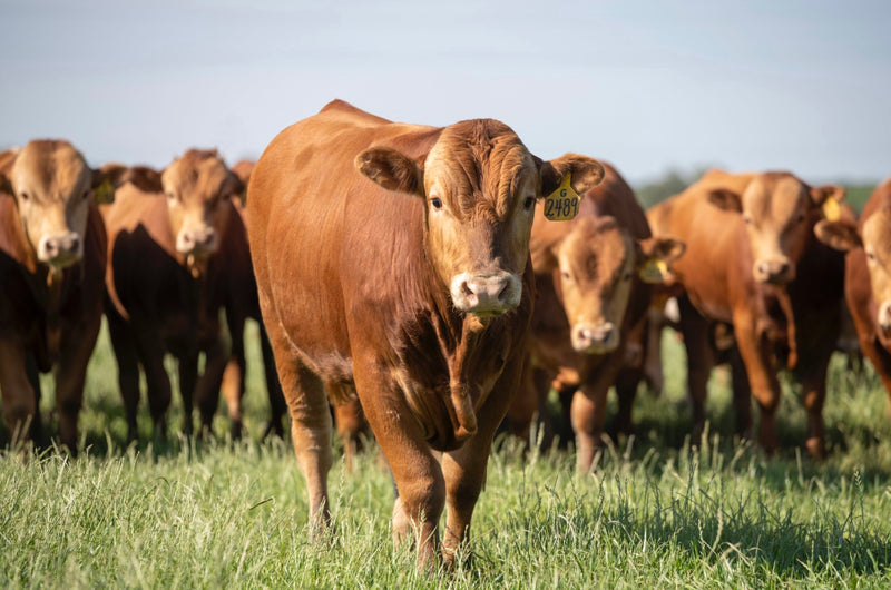 1/4 Butchered Akaushi Wagyu Beef Deposit image 0